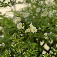 画像480