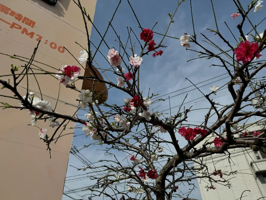 画像482