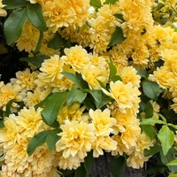 画像736